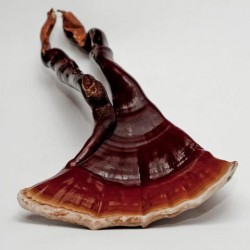 reishi1